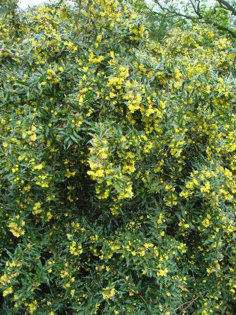 Berberis gagnepainii P30